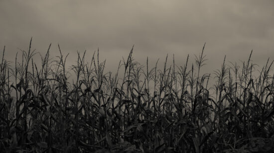 The Haunting in the Cornfield: Relators’ Qui Tam Claim Confirmed Dead by the Eighth Circuit
