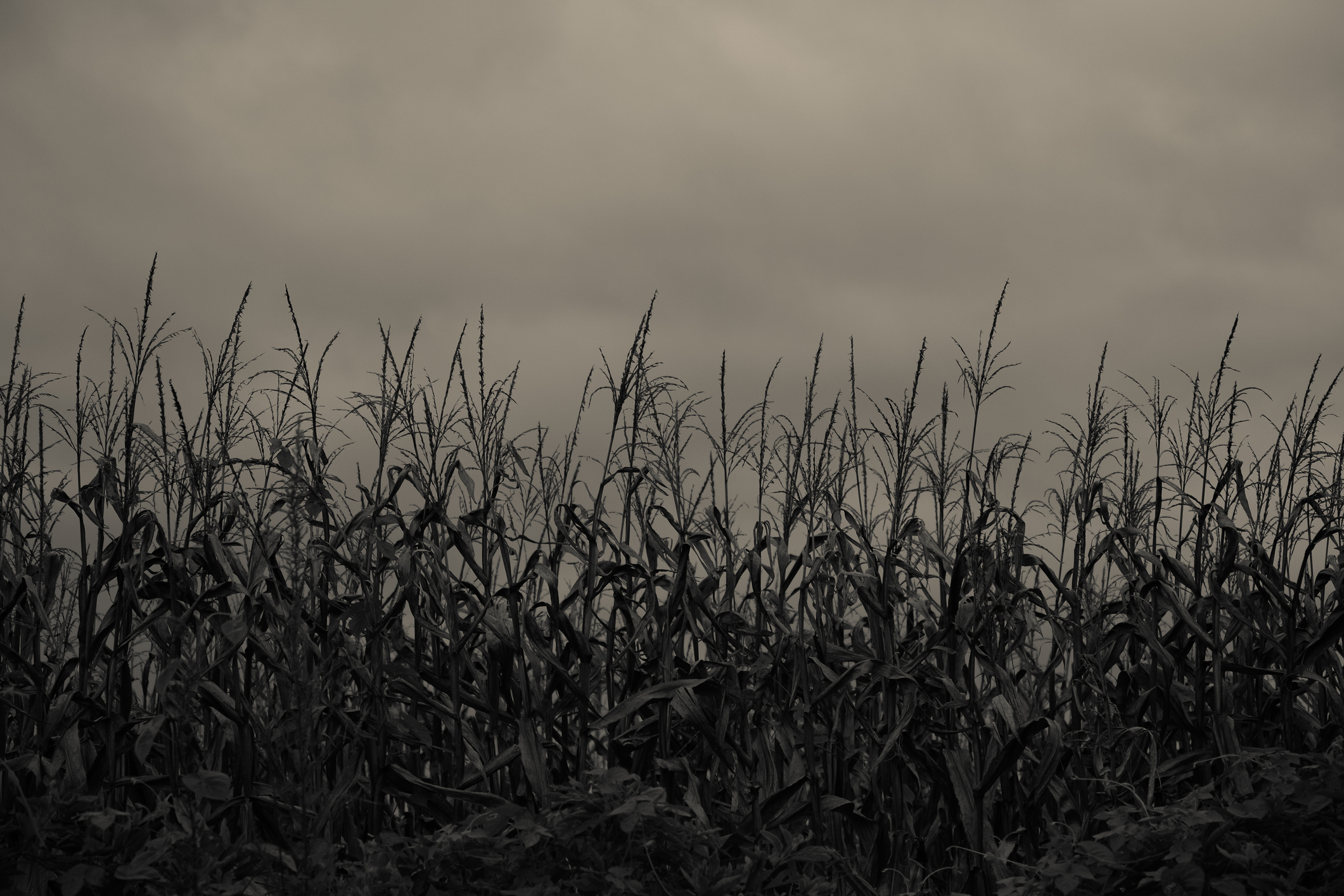 The Haunting in the Cornfield: Relators’ Qui Tam Claim Confirmed Dead by the Eighth Circuit